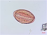 恆春半插花藏品圖，第3張