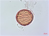 恆春半插花藏品圖，第4張