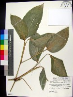 蘭嶼竹芋藏品圖，第1張