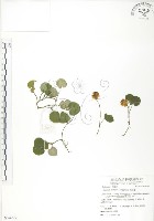 苞花蔓藏品圖，第1張