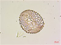 鐵砲百合藏品圖，第2張