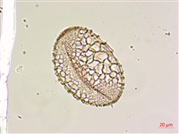鐵砲百合藏品圖，第3張