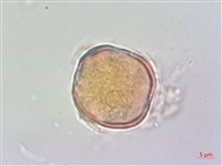 水苦賈藏品圖，第2張