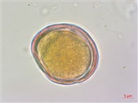 水苦賈藏品圖，第3張