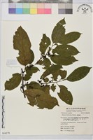 桶鉤藤藏品圖，第1張