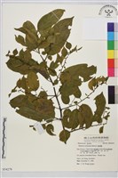 桶鉤藤藏品圖，第1張