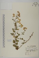 阿里山油菊藏品圖，第1張