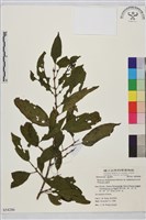 塔山鼠李藏品圖，第1張