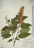 大葉溲疏藏品圖，第1張