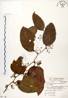 糙莖菝契藏品圖，第1張