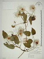 田代氏鐵線蓮藏品圖，第1張