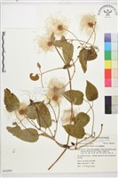 田代氏鐵線蓮藏品圖，第2張