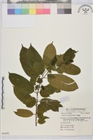 桶鉤藤藏品圖，第1張