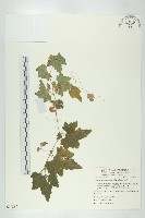 天花藏品圖，第1張