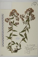 臺灣馬蘭藏品圖，第1張