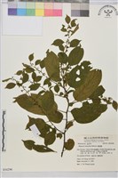 桶鉤藤藏品圖，第1張