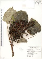 山桐子藏品圖，第1張