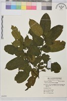 桶鉤藤藏品圖，第1張