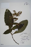 假酸漿藏品圖，第1張