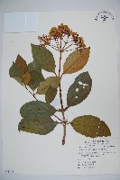 著生珊瑚樹藏品圖，第1張