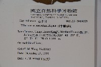 著生珊瑚樹藏品圖，第2張