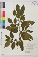 桶鉤藤藏品圖，第1張