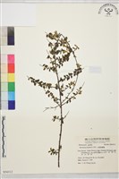 小葉黃鱔藤藏品圖，第1張