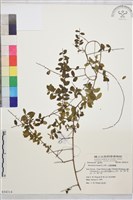 小葉黃鱔藤藏品圖，第1張