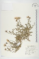 狗娃花藏品圖，第1張