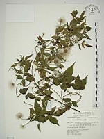 小木通藏品圖，第1張