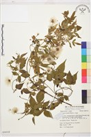 小木通藏品圖，第2張