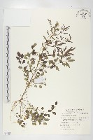 水花菜藏品圖，第1張