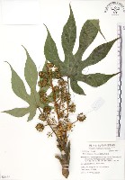 臺灣八角金盤藏品圖，第1張