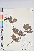 臺灣馬醉木藏品圖，第1張