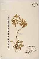 福山氏飛蓬藏品圖，第1張