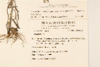 細葉鼠麴草藏品圖，第2張