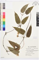 亨利氏鐵線蓮藏品圖，第1張