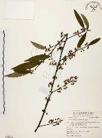 山胡椒藏品圖，第1張