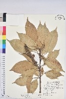 短尾柯、油葉杜、嶺南柯藏品圖，第1張