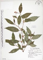 火炭母草、清飯藤藏品圖，第1張