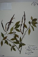 細梗絡石藏品圖，第1張