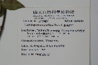 細梗絡石藏品圖，第2張