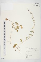 厚葉牽牛藏品圖，第1張