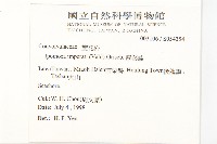 厚葉牽牛藏品圖，第2張