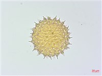 厚葉牽牛藏品圖，第2張