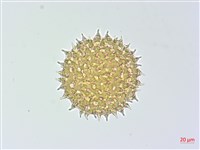 厚葉牽牛藏品圖，第3張