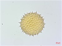 厚葉牽牛藏品圖，第4張