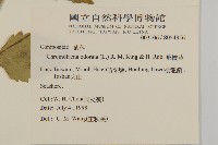 香澤蘭、飛機草藏品圖，第2張
