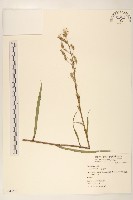 鵝仔草藏品圖，第1張