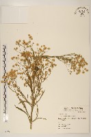 加拿大蓬藏品圖，第1張